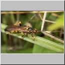 Hepiopelmus variegatorius - Schlupfwespe m057a 18mm-fdet02.jpg